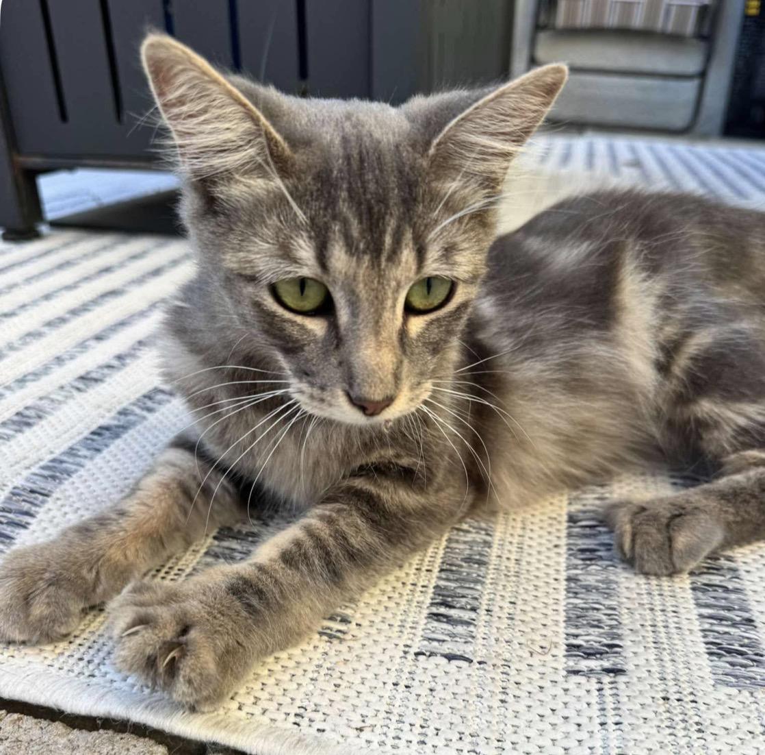 Rocket, Adopted, Young Female Domestic Short Hair.