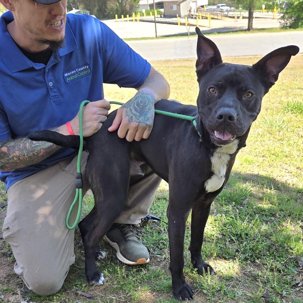 Makas, Adoptable, Young Male Retriever & Mixed Breed.