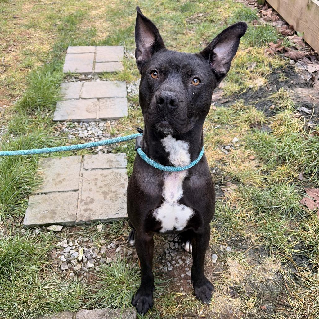 Makas, a Adoptable mixed breed in Franklin, NC image 2/5