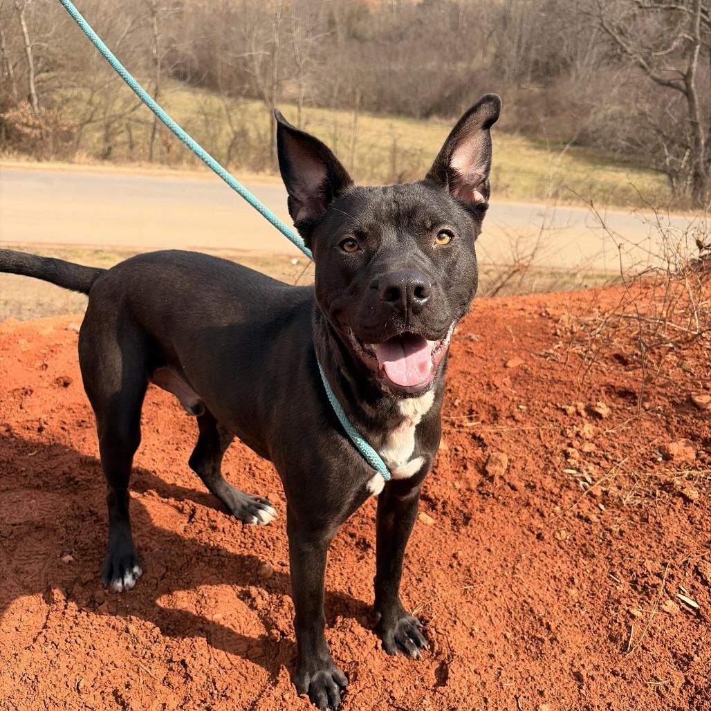 Enlarge Makas, a Adoptable mixed breed in Franklin, NC image 2/2