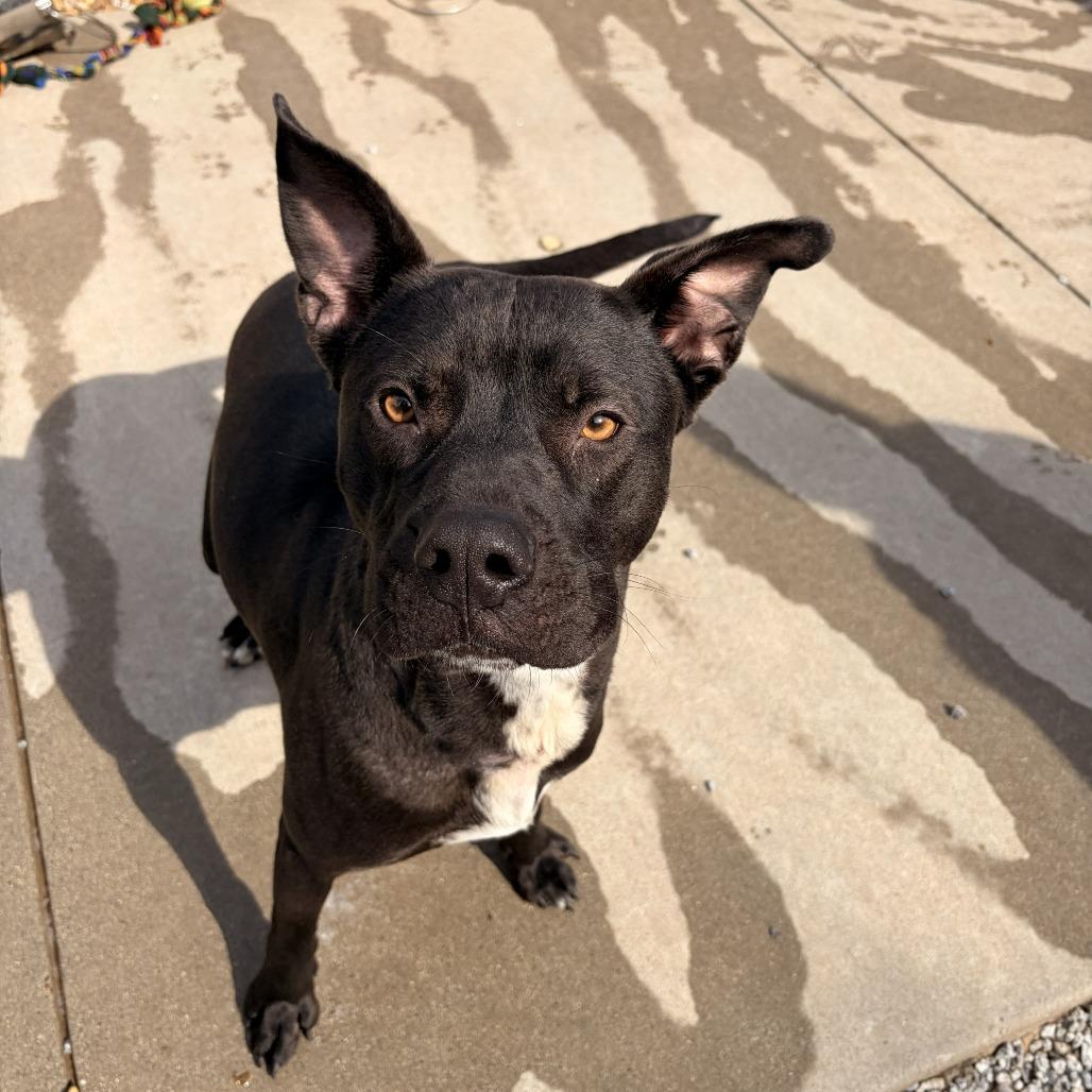 Makas, a Adoptable mixed breed in Franklin, NC image 4/5