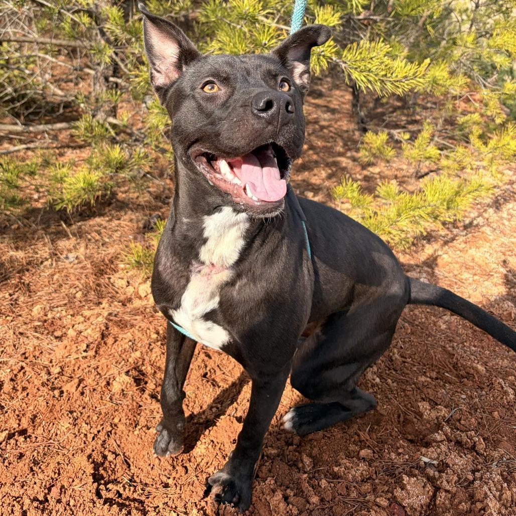 Makas, a Adoptable mixed breed in Franklin, NC image 5/5