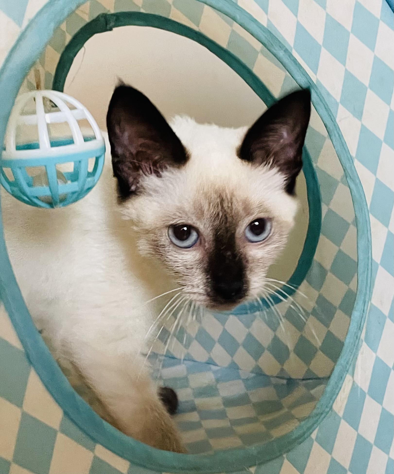 Cookie, a ADOPTABLE Siamese in Covina , CA image 2/3