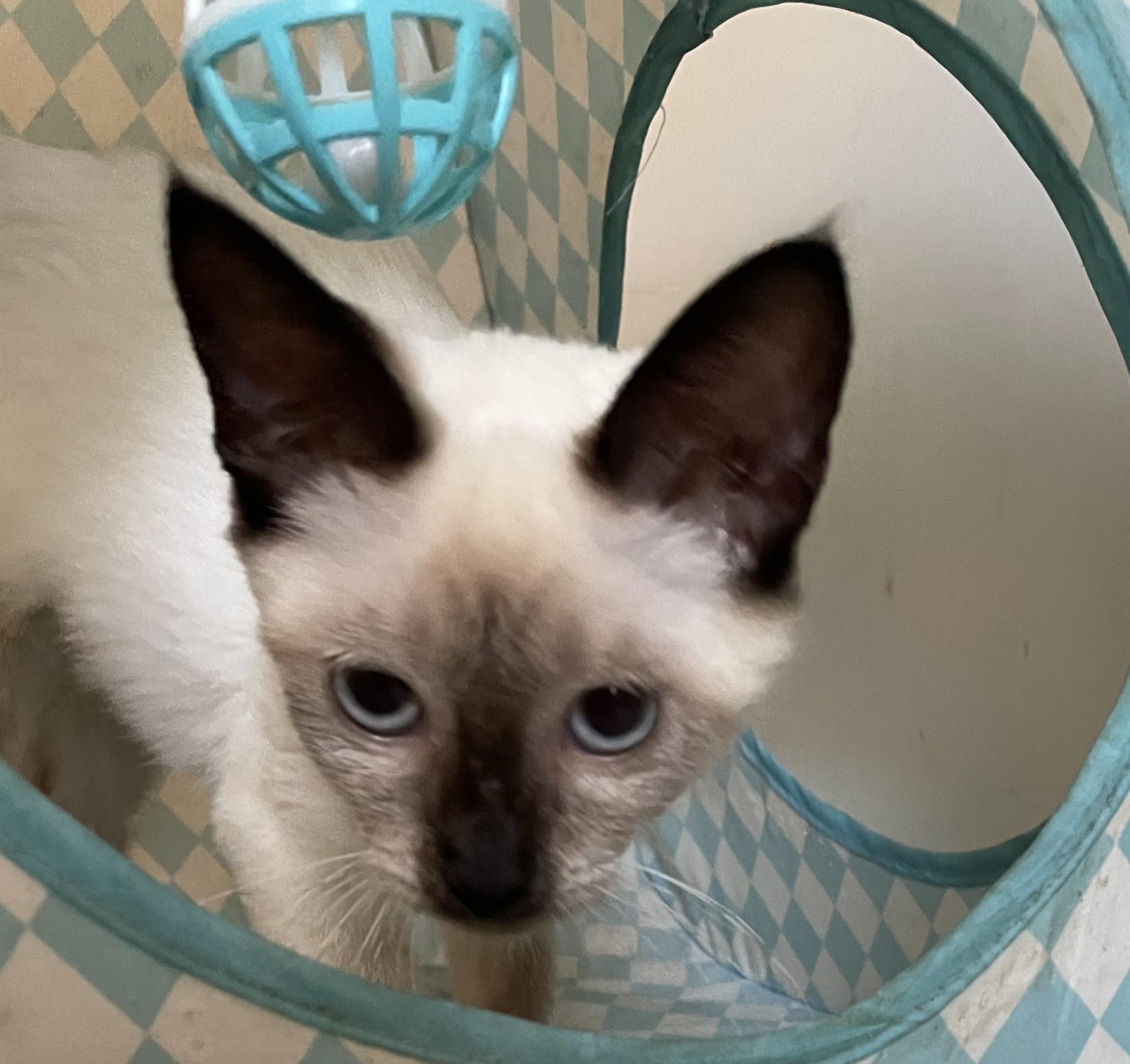 Cookie, a ADOPTABLE Siamese in Covina , CA image 3/3