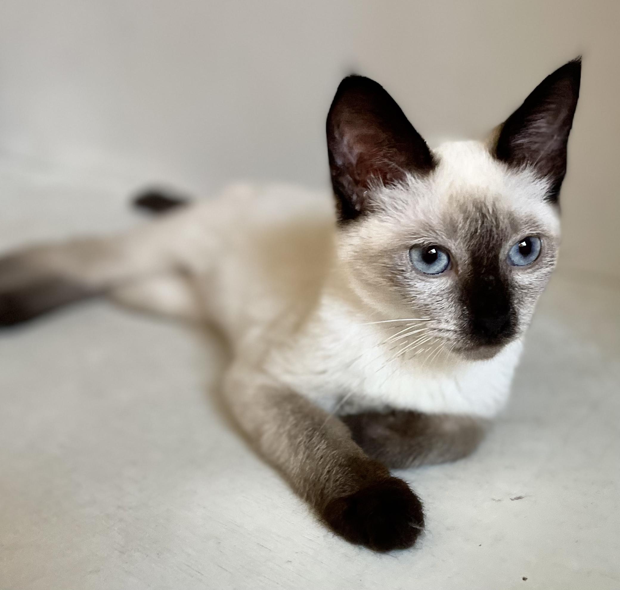Cookie, a ADOPTABLE Siamese in Covina , CA image 1/3