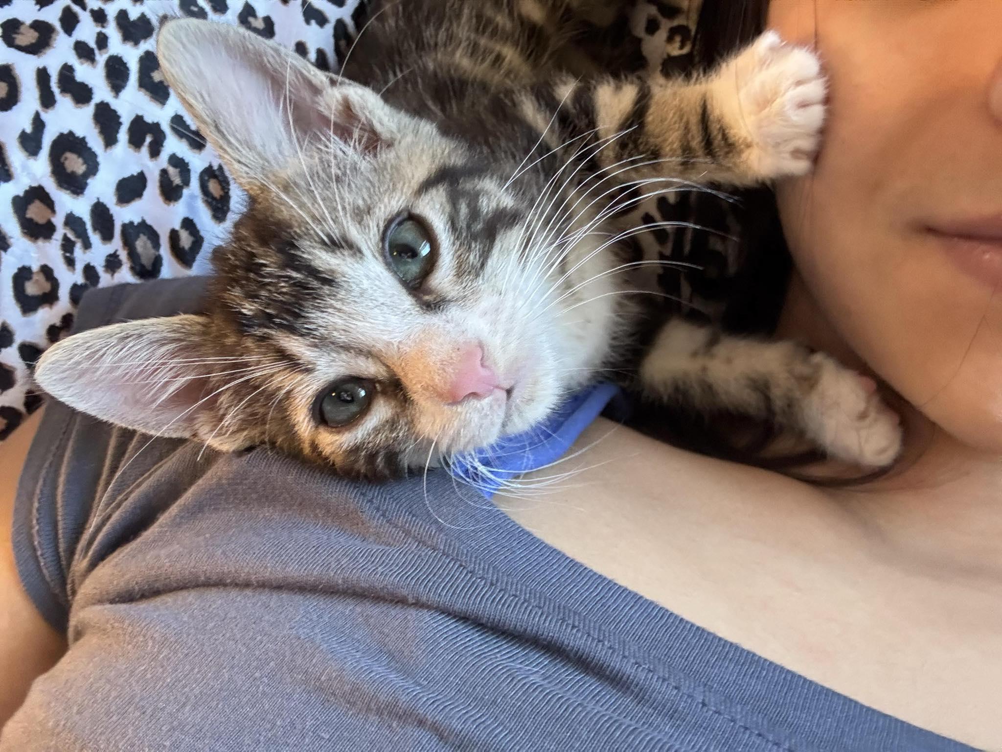 Zombie, ADOPTABLE, Young Female Domestic Short Hair.