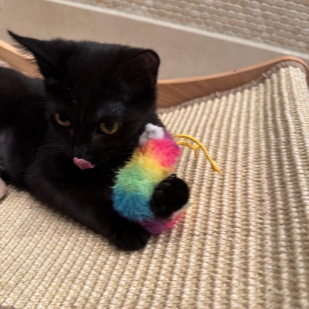 Enlarge Kiwi, an adopted Domestic Short Hair in Staten Island, NY image 1/6