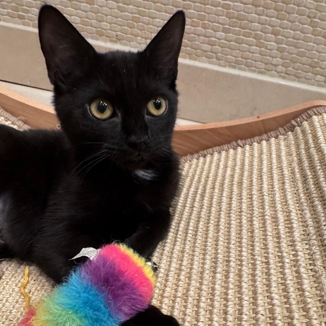 Enlarge Kiwi, an adopted Domestic Short Hair in Staten Island, NY image 3/6