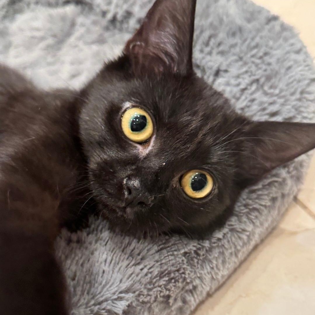 Enlarge Kiwi, an adopted Domestic Short Hair in Staten Island, NY image 4/6