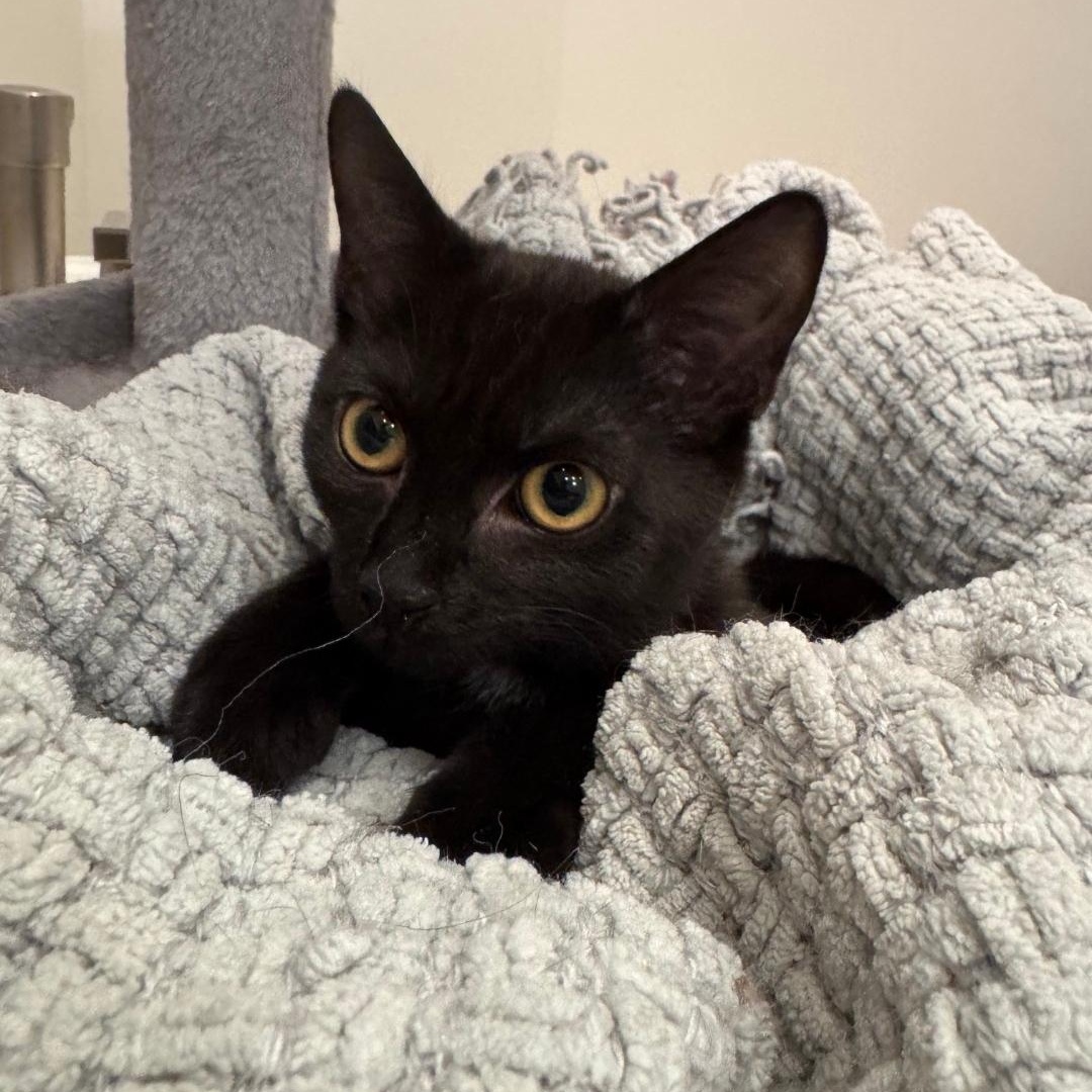 Enlarge Kiwi, an adopted Domestic Short Hair in Staten Island, NY image 5/6