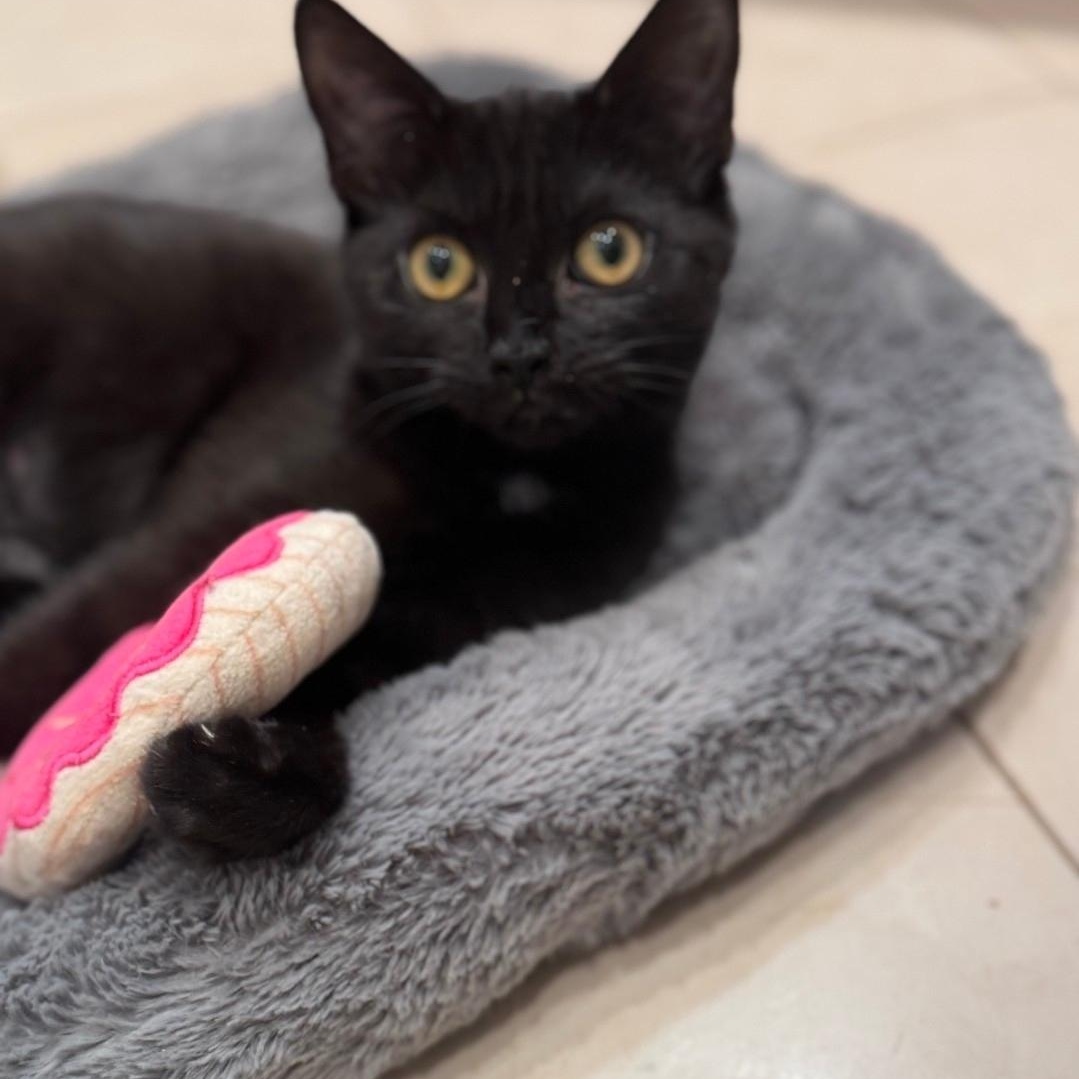 Enlarge Kiwi, an adopted Domestic Short Hair in Staten Island, NY image 6/6