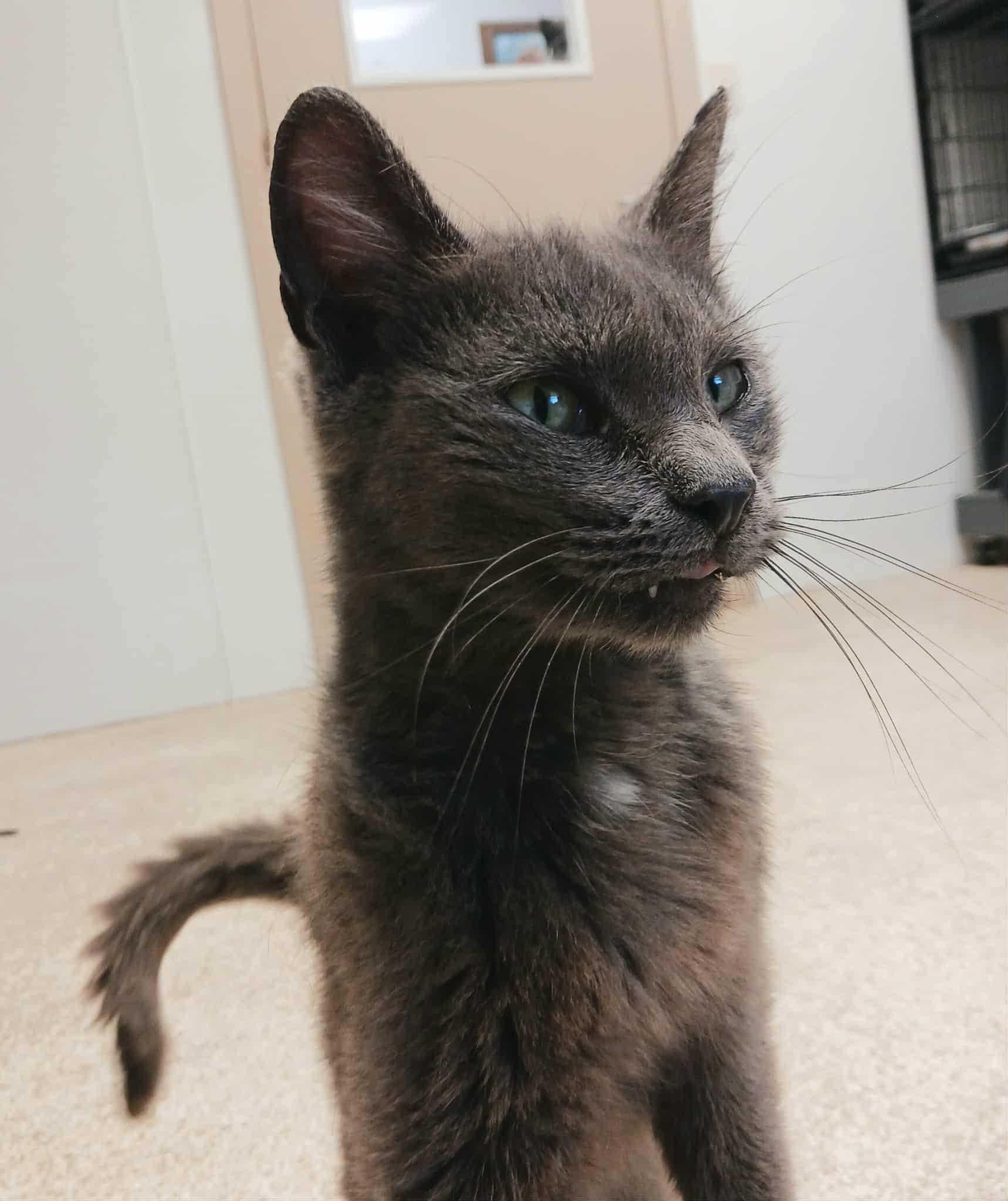 Enlarge Moxie, a Adoptable mixed breed in Waupun, WI image 2/4