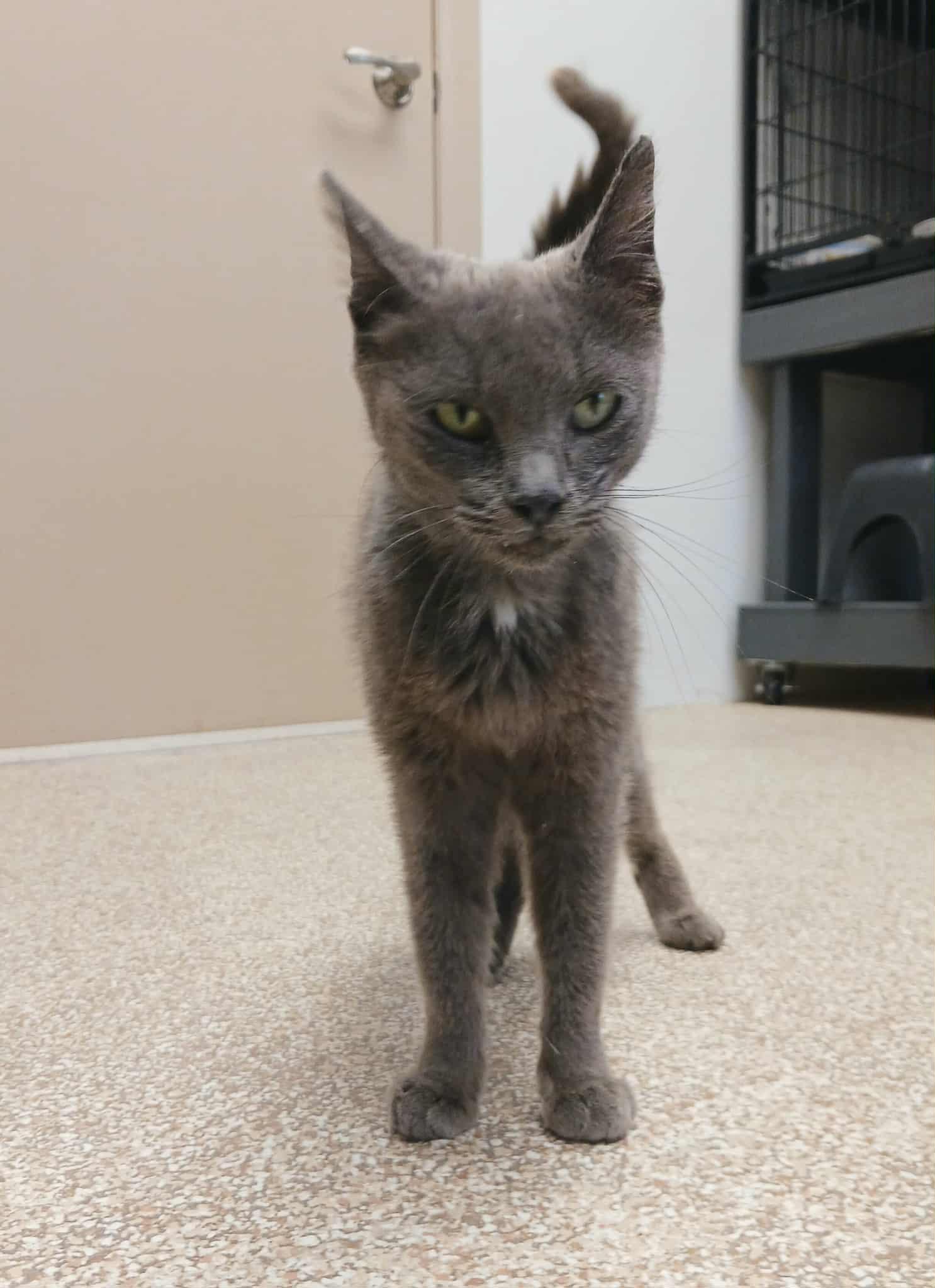 Enlarge Moxie, a Adoptable mixed breed in Waupun, WI image 3/4