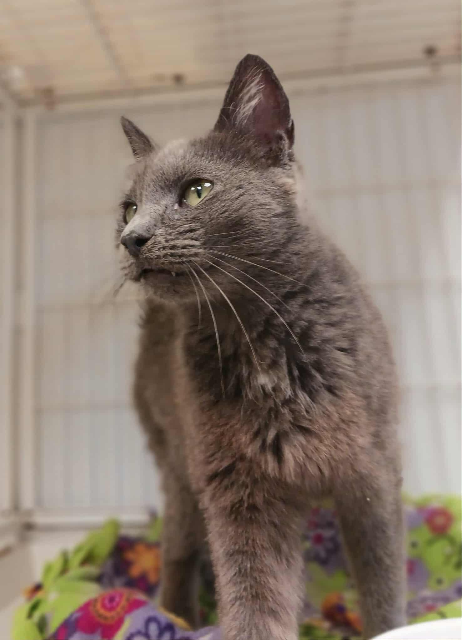 Enlarge Moxie, a Adoptable mixed breed in Waupun, WI image 4/4