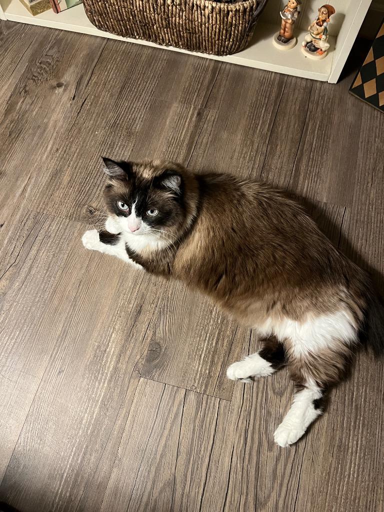 Daphne, Adoptable, Adult Female Snowshoe & Domestic Medium Hair.