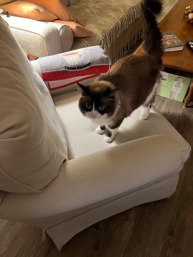 Enlarge Daphne, a Adoptable mixed breed in Gilbert, AZ image 2/5