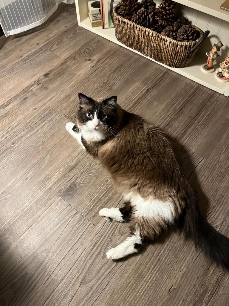 Enlarge Daphne, a Adoptable mixed breed in Gilbert, AZ image 3/5