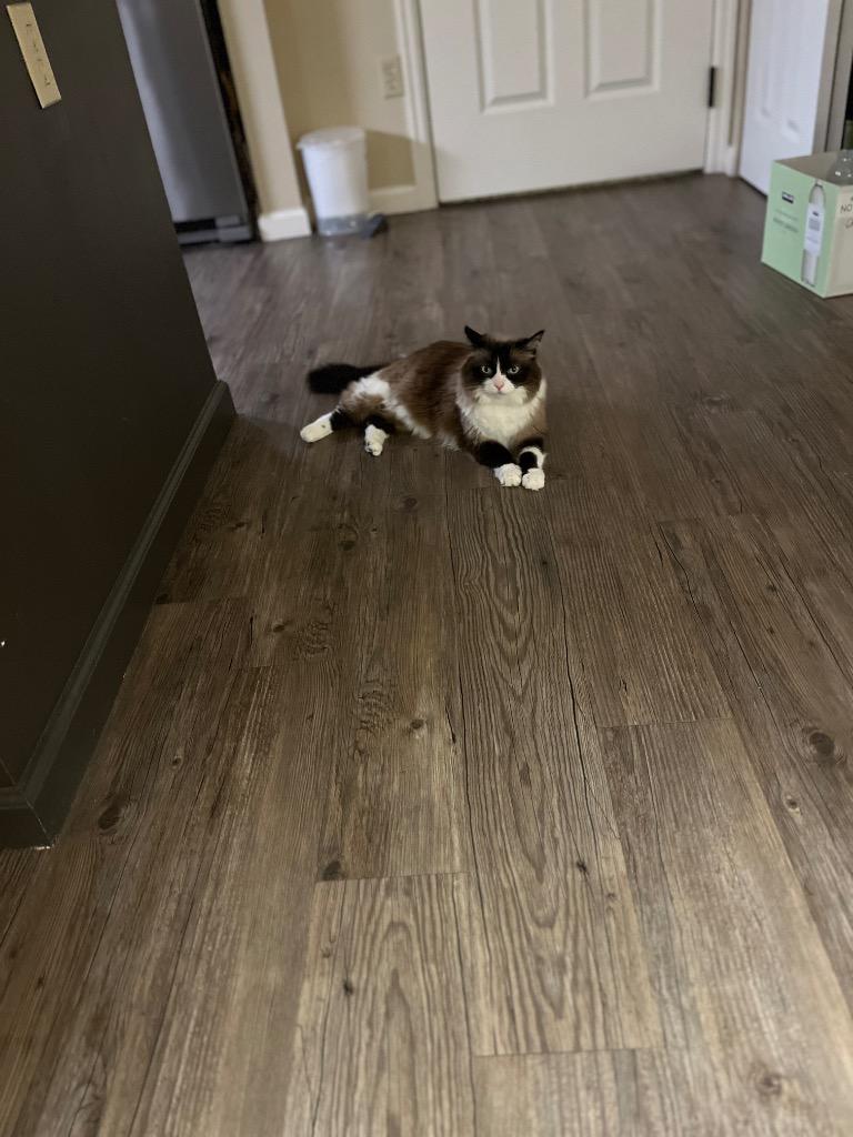 Enlarge Daphne, a Adoptable mixed breed in Gilbert, AZ image 5/5