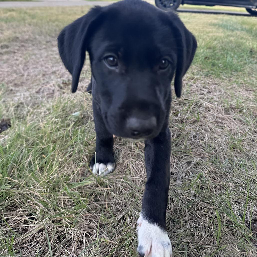 Randall, Adoptable, Puppy Male Labrador Retriever & Mountain Cur.