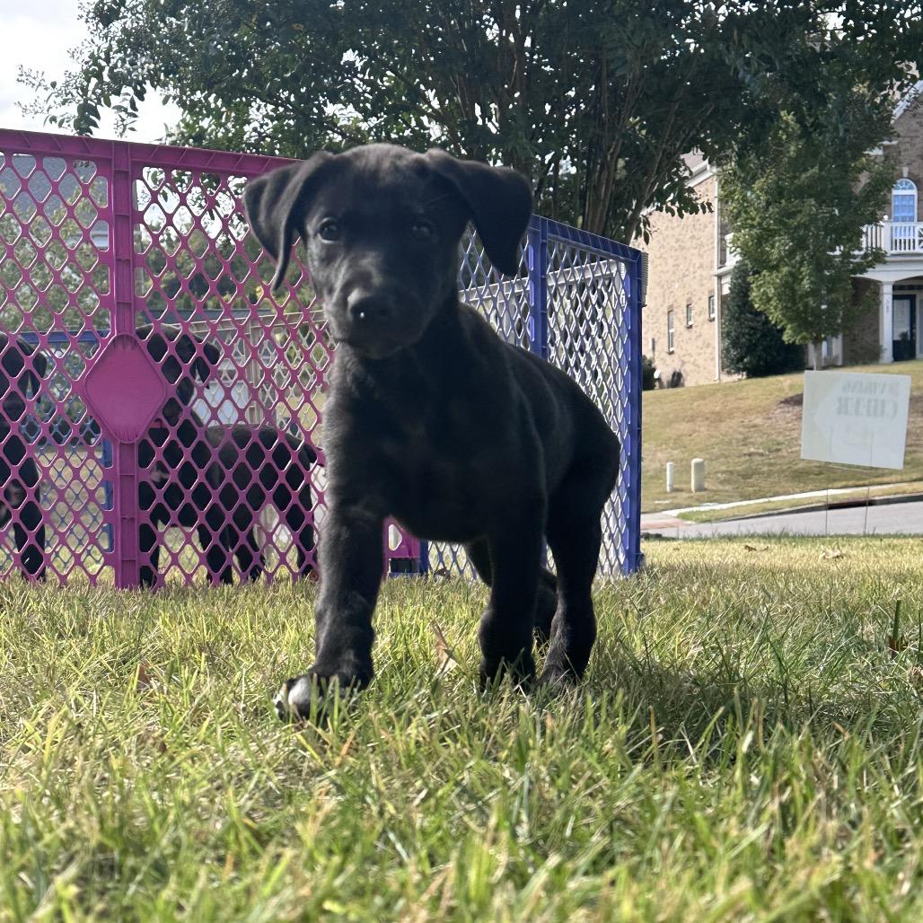 Enlarge Randall, a Adoptable mixed breed in Goodlettsville, TN image 5/5