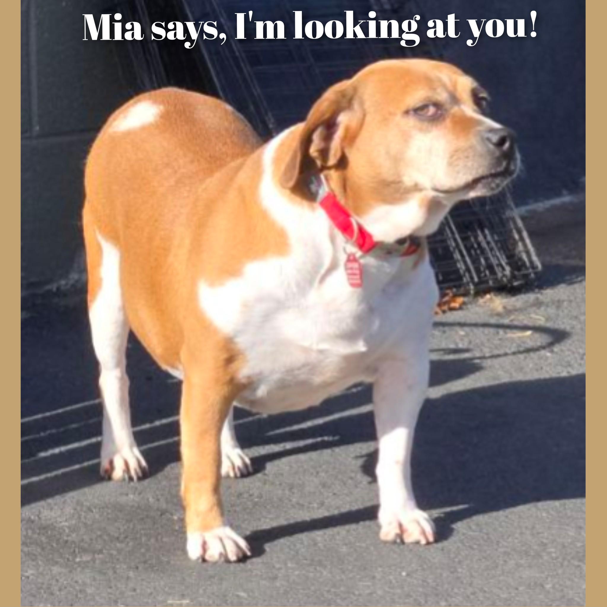 Mia, a ADOPTABLE mixed breed in Fredericksburg, VA image 1/6