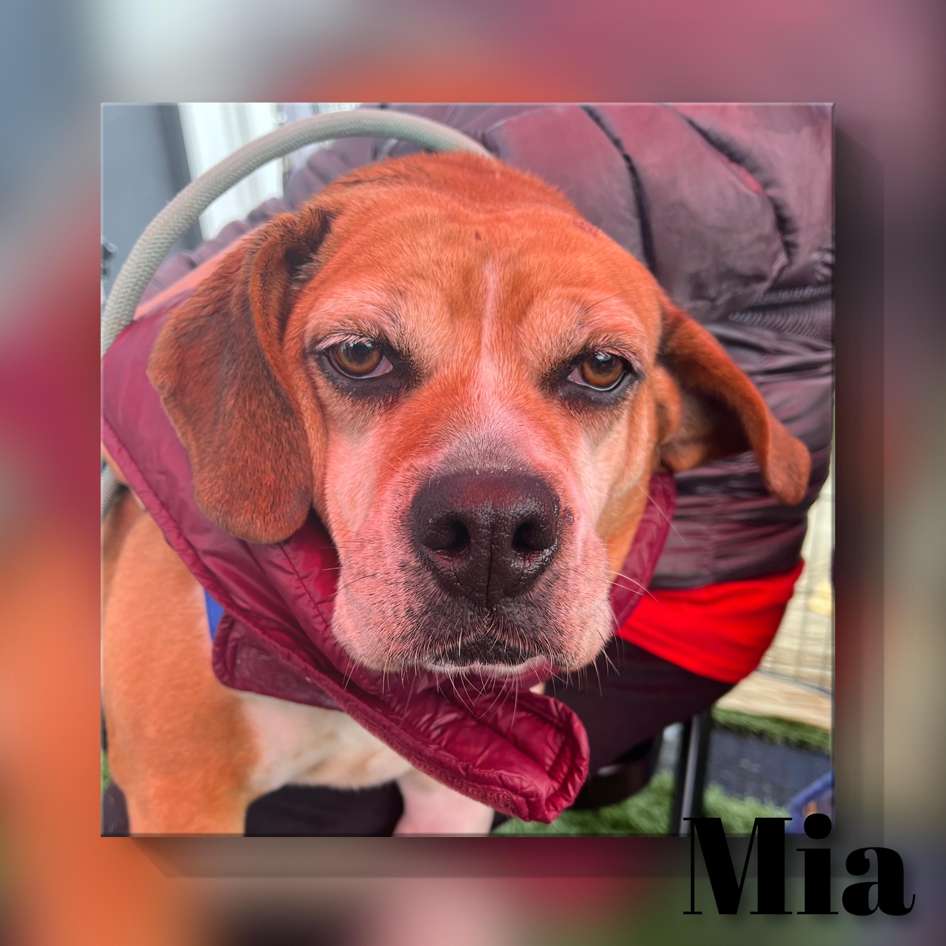 Enlarge Mia, a ADOPTABLE mixed breed in Fredericksburg, VA image 4/6