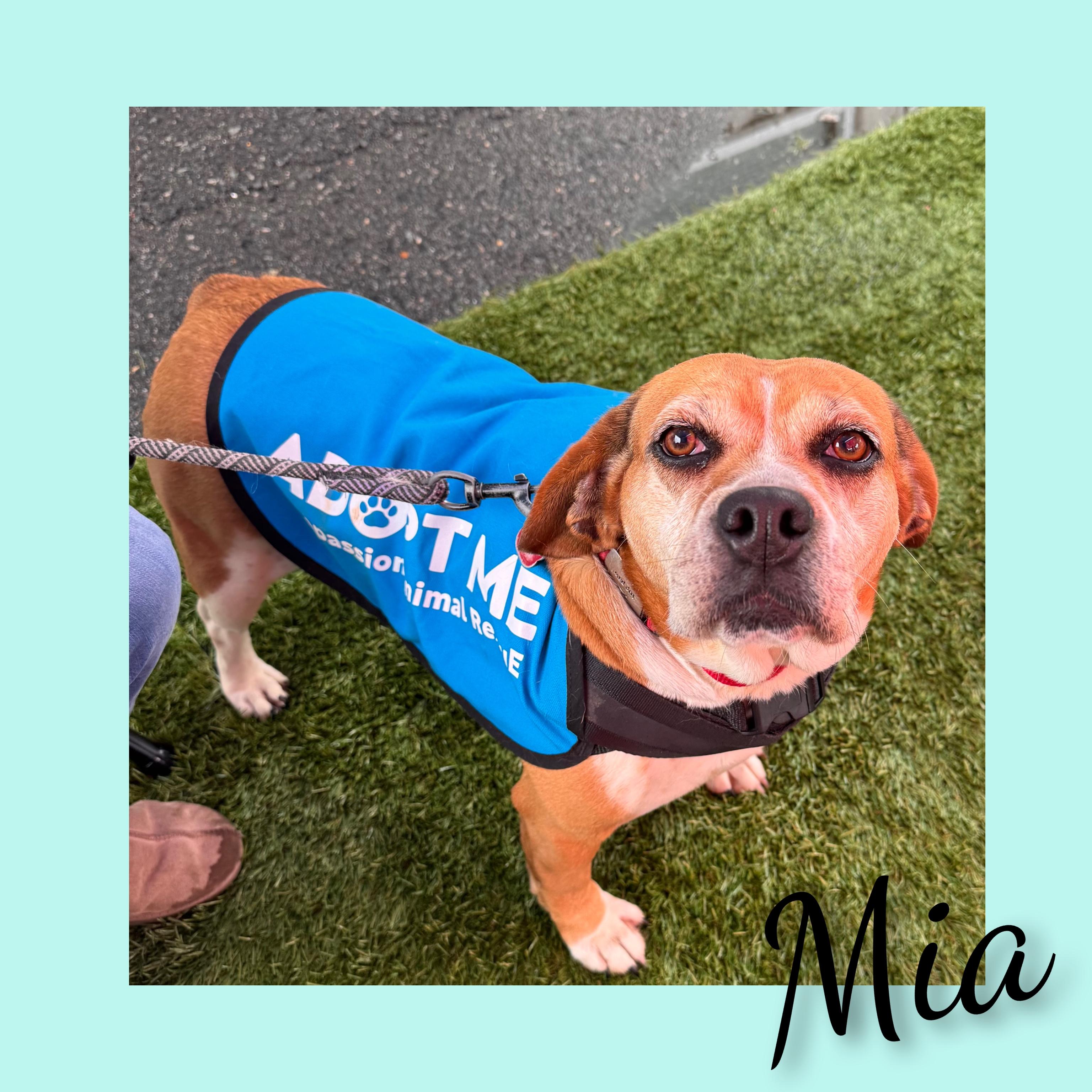 Mia, ADOPTABLE, Adult Female American Bulldog & Beagle.