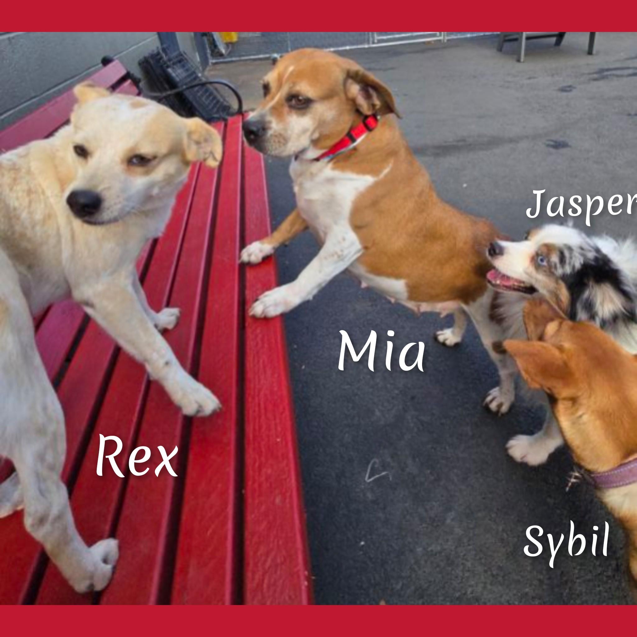 Mia, a ADOPTABLE mixed breed in Fredericksburg, VA image 2/6