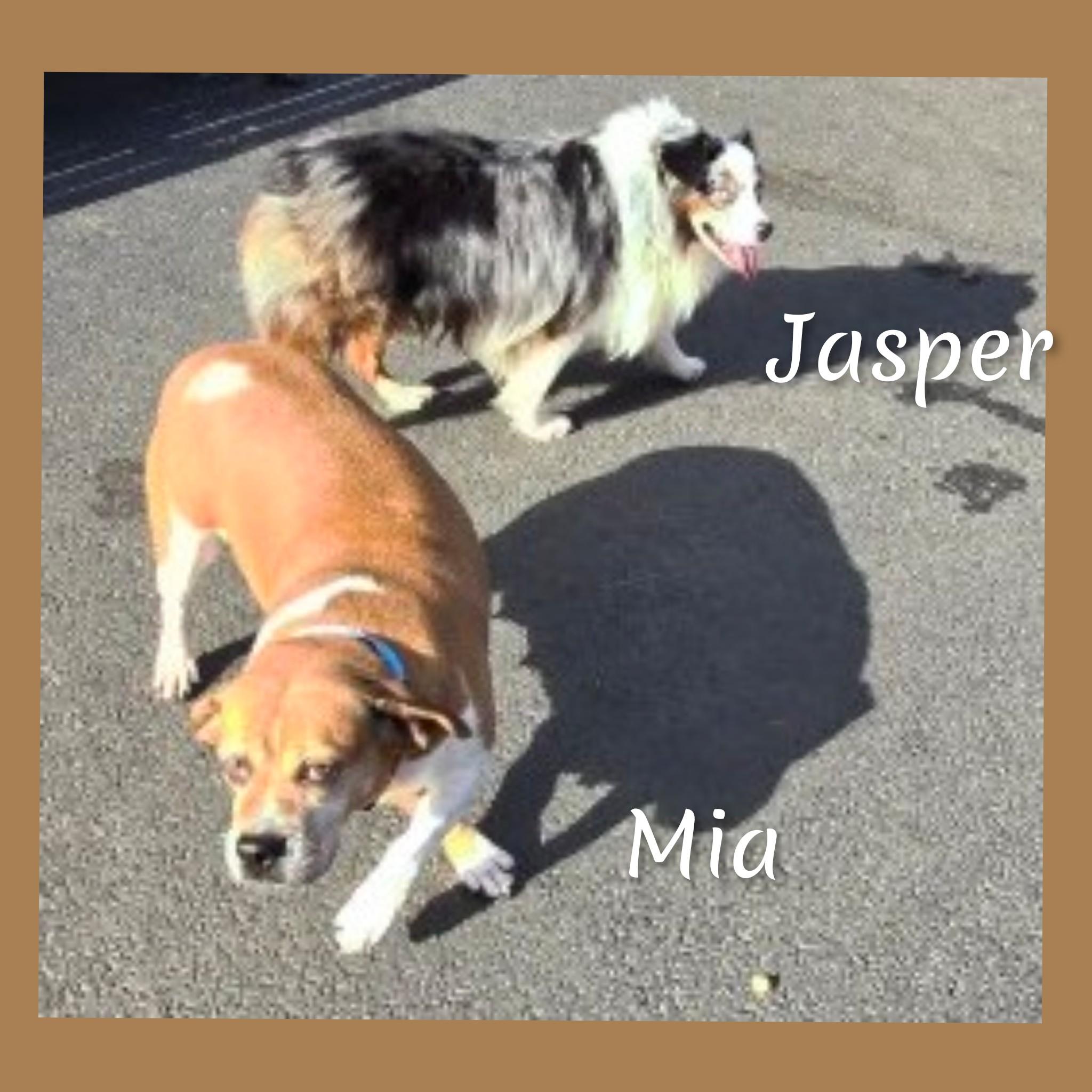 Mia, a ADOPTABLE mixed breed in Fredericksburg, VA image 3/6