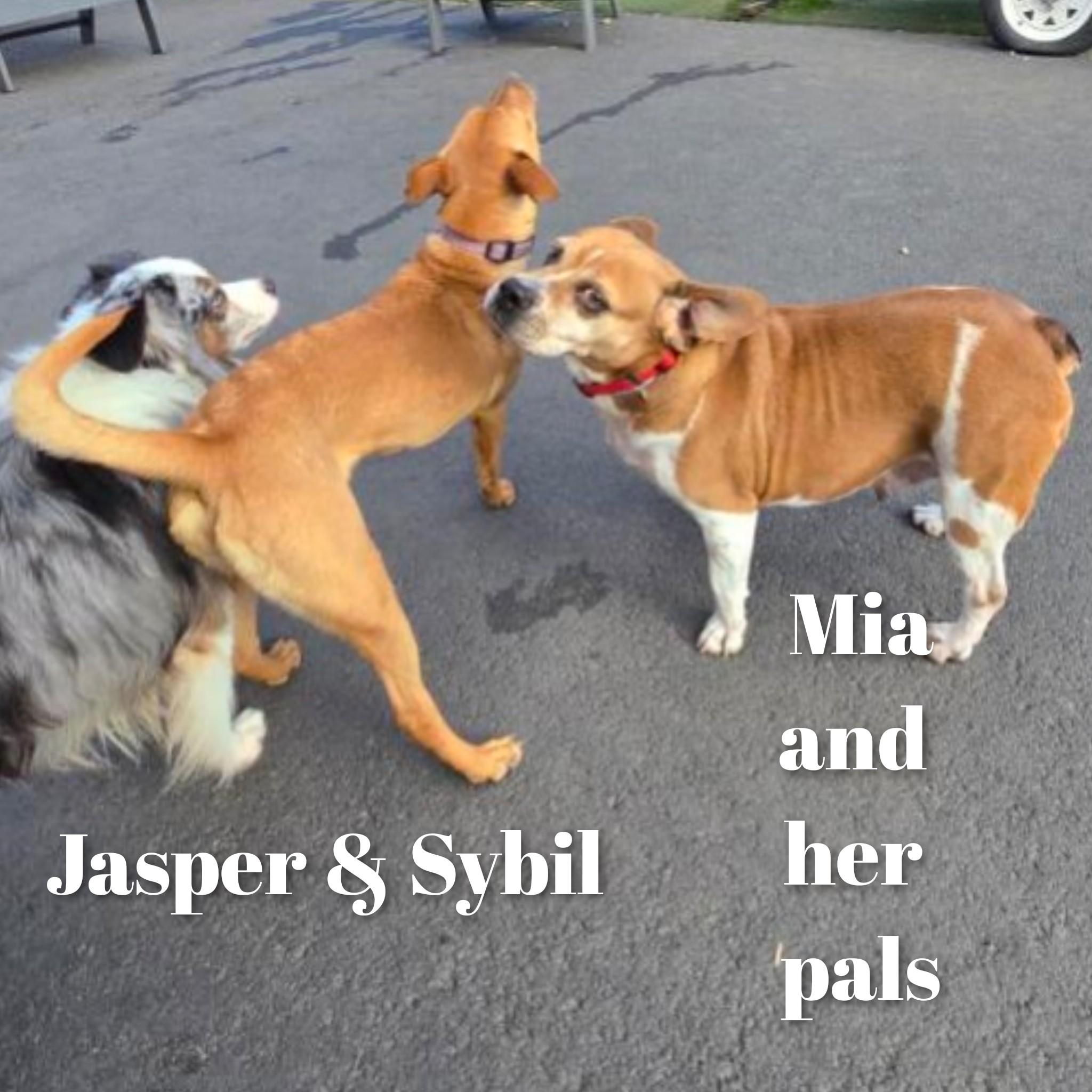 Mia, a ADOPTABLE mixed breed in Fredericksburg, VA image 4/6