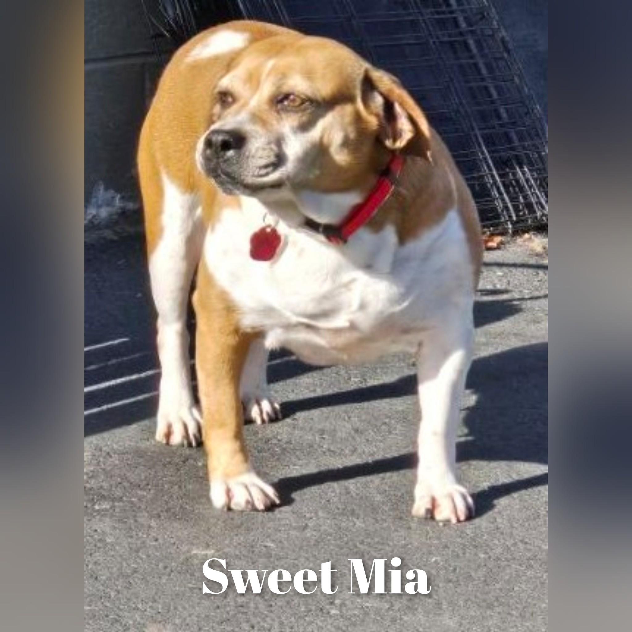 Mia, a ADOPTABLE mixed breed in Fredericksburg, VA image 5/6