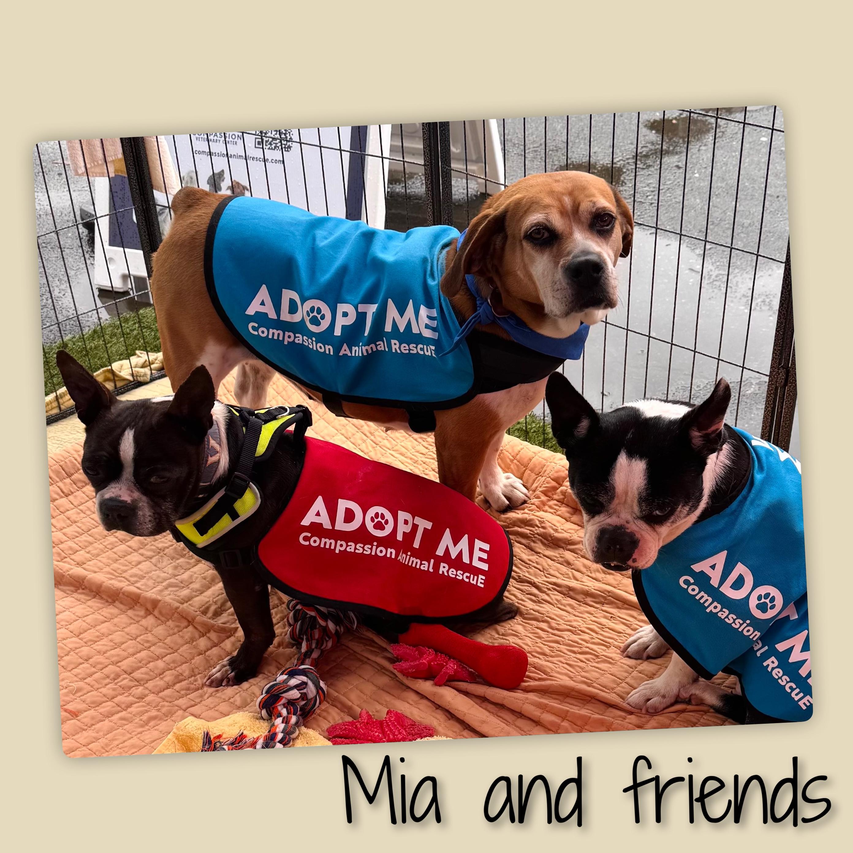 Enlarge Mia, a ADOPTABLE mixed breed in Fredericksburg, VA image 2/6