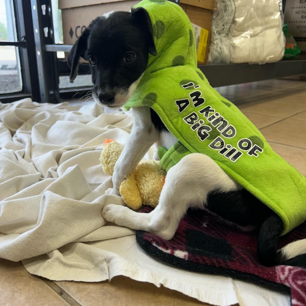 Maeve, Adoptable, Puppy Female Mixed Breed.