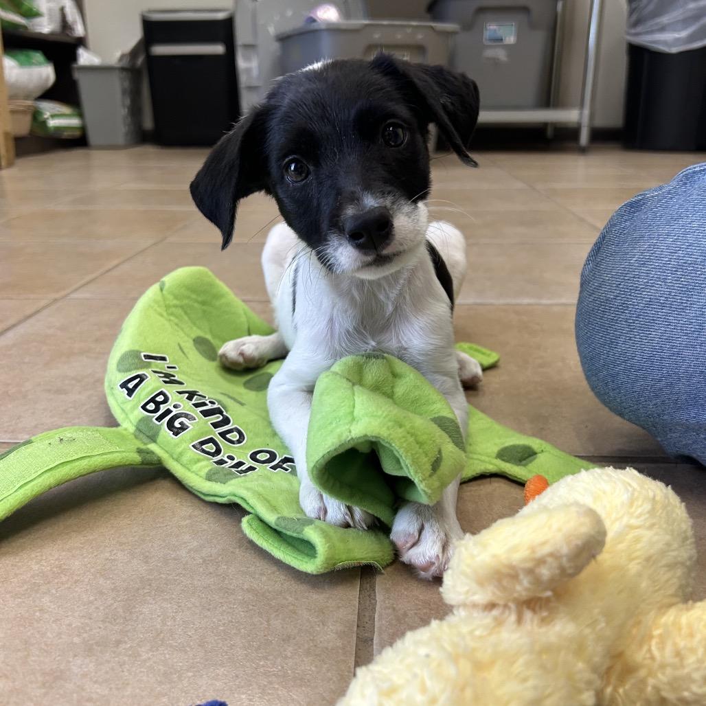 Enlarge Maeve, a Adoptable Mixed Breed in Bryan, TX image 2/4