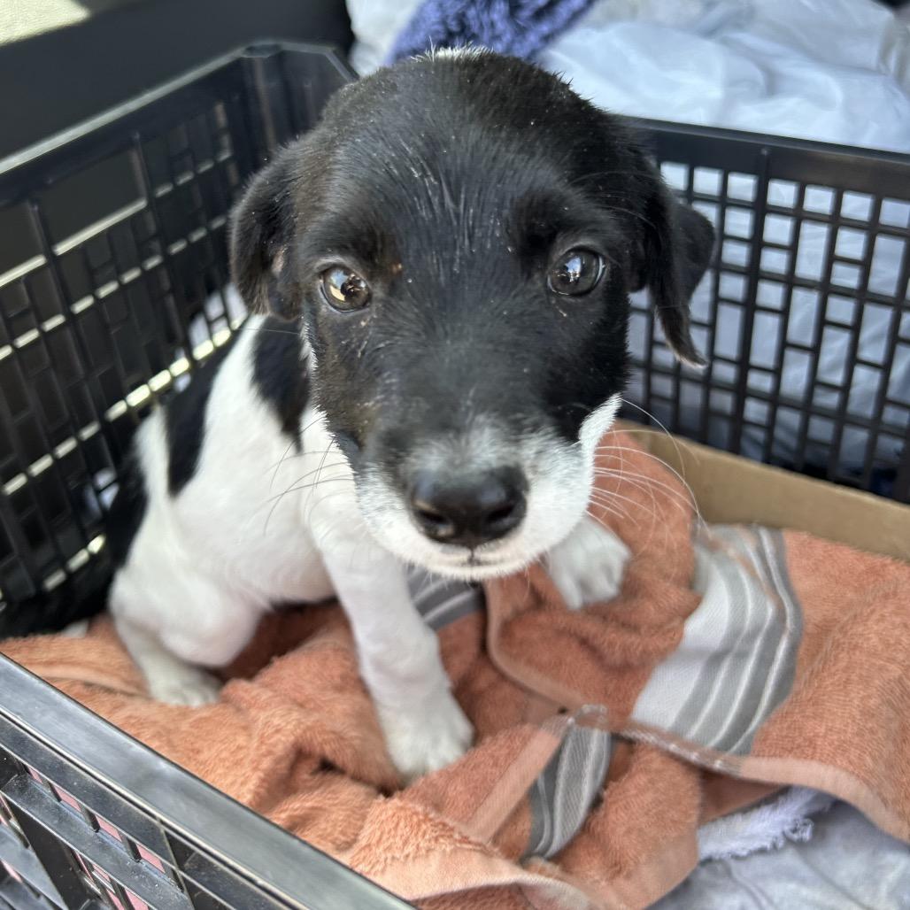 Enlarge Maeve, a Adoptable Mixed Breed in Bryan, TX image 4/4