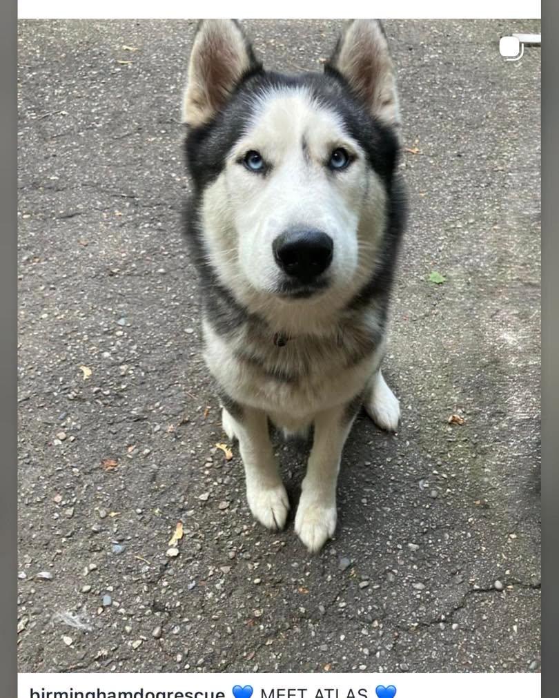 Atlas, Adoptable, Adult Male Husky.