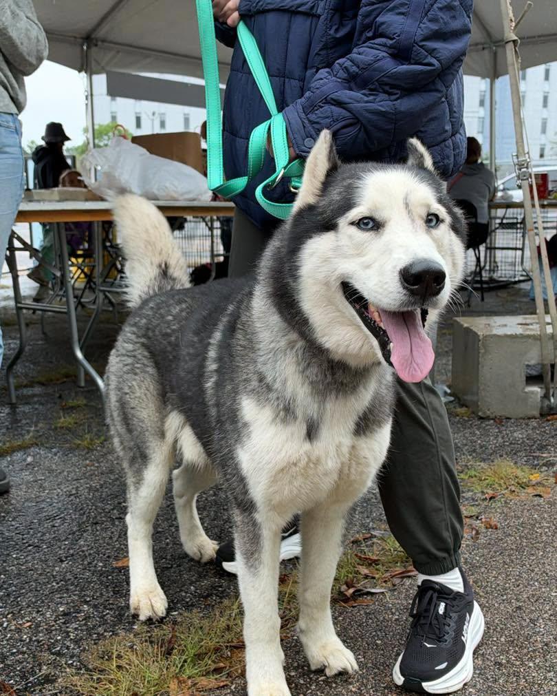 Enlarge Atlas, a Adoptable Husky in Bloomfield Hills, MI image 2/2