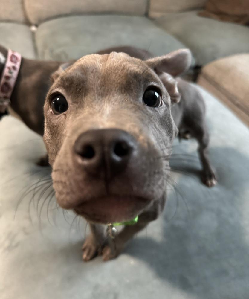 Mathis, a ADOPTABLE Pit Bull Terrier in China Township, MI image 6/6