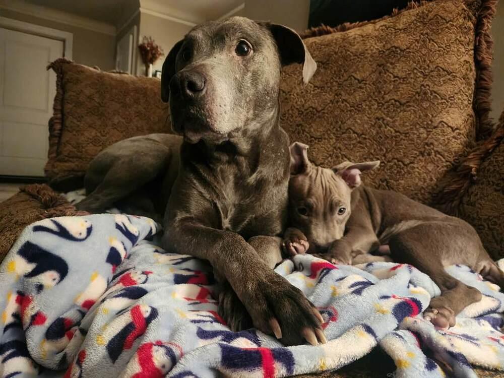 Mathis, a ADOPTABLE Pit Bull Terrier in China Township, MI image 1/6