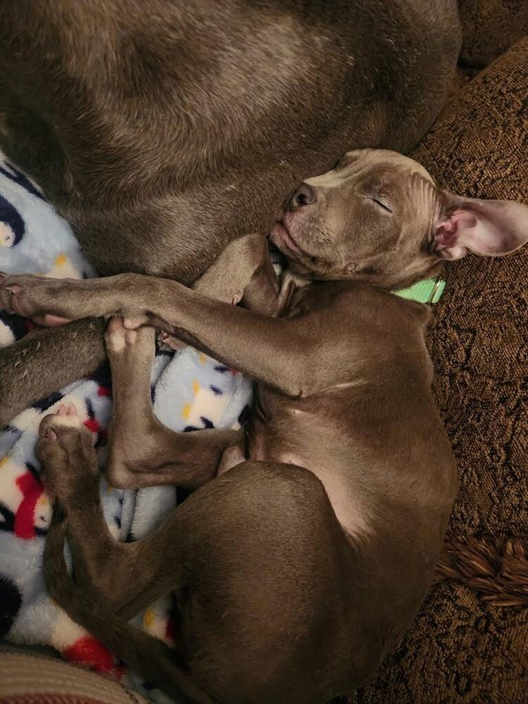 Mathis, a ADOPTABLE Pit Bull Terrier in China Township, MI image 5/6