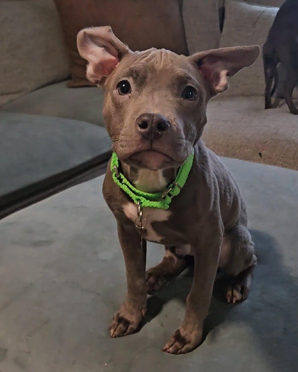 Mathis, ADOPTABLE, Puppy Male Pit Bull Terrier.