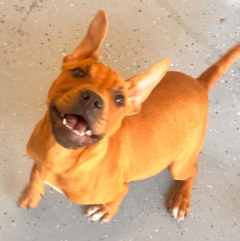 Enlarge Rogue, a ADOPTABLE Pit Bull Terrier in Bishopville, SC image 1/1