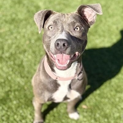 Enlarge CORA, a Adoptable mixed breed in Cranston, RI image 2/3