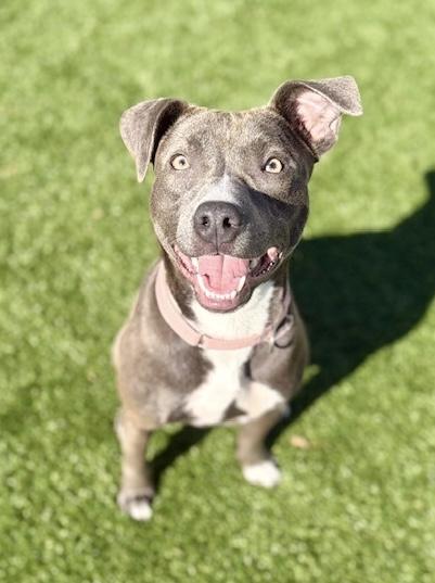 Enlarge CORA, a Adoptable mixed breed in Cranston, RI image 1/3