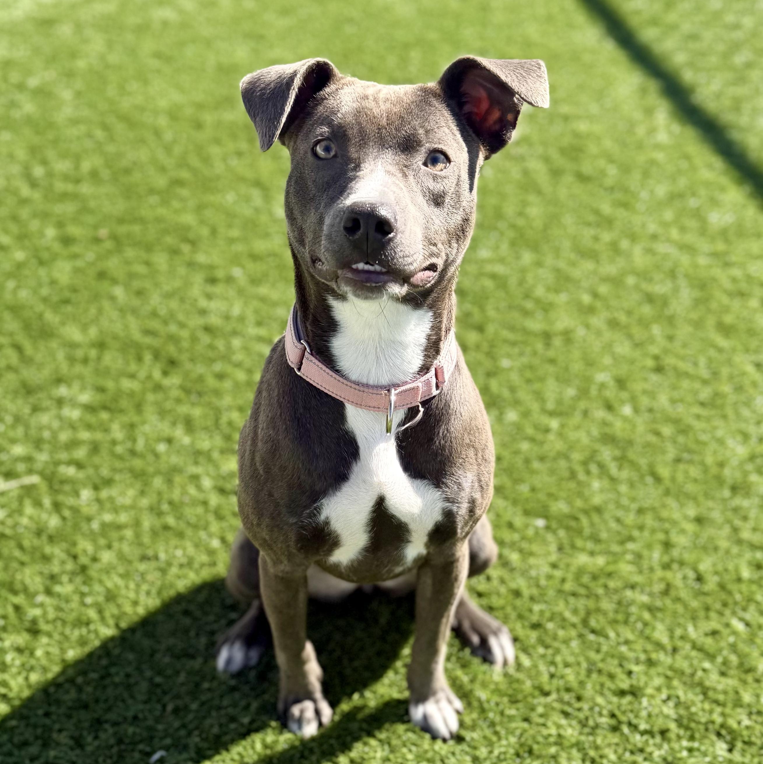 CORA, Adoptable, Young Female Mixed Breed.