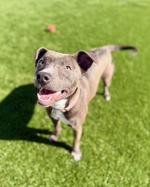 Enlarge CORA, a Adoptable mixed breed in Cranston, RI image 2/3