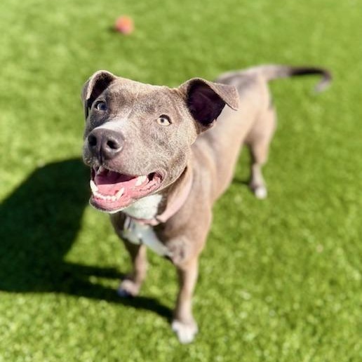 Enlarge CORA, a Adoptable mixed breed in Cranston, RI image 3/3