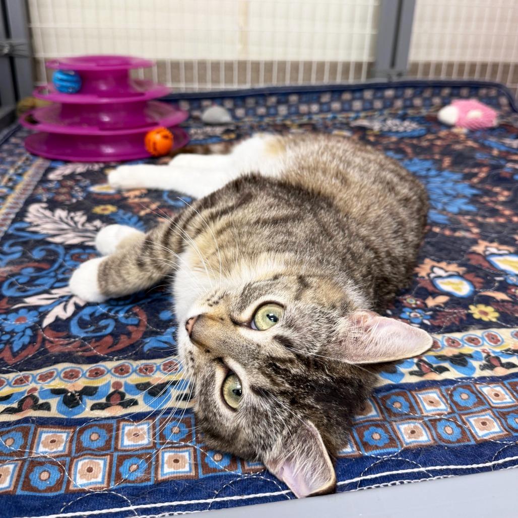 Peggy - adorable sweetheart, a ADOPTABLE Domestic Short Hair in Oshkosh, WI image 3/4