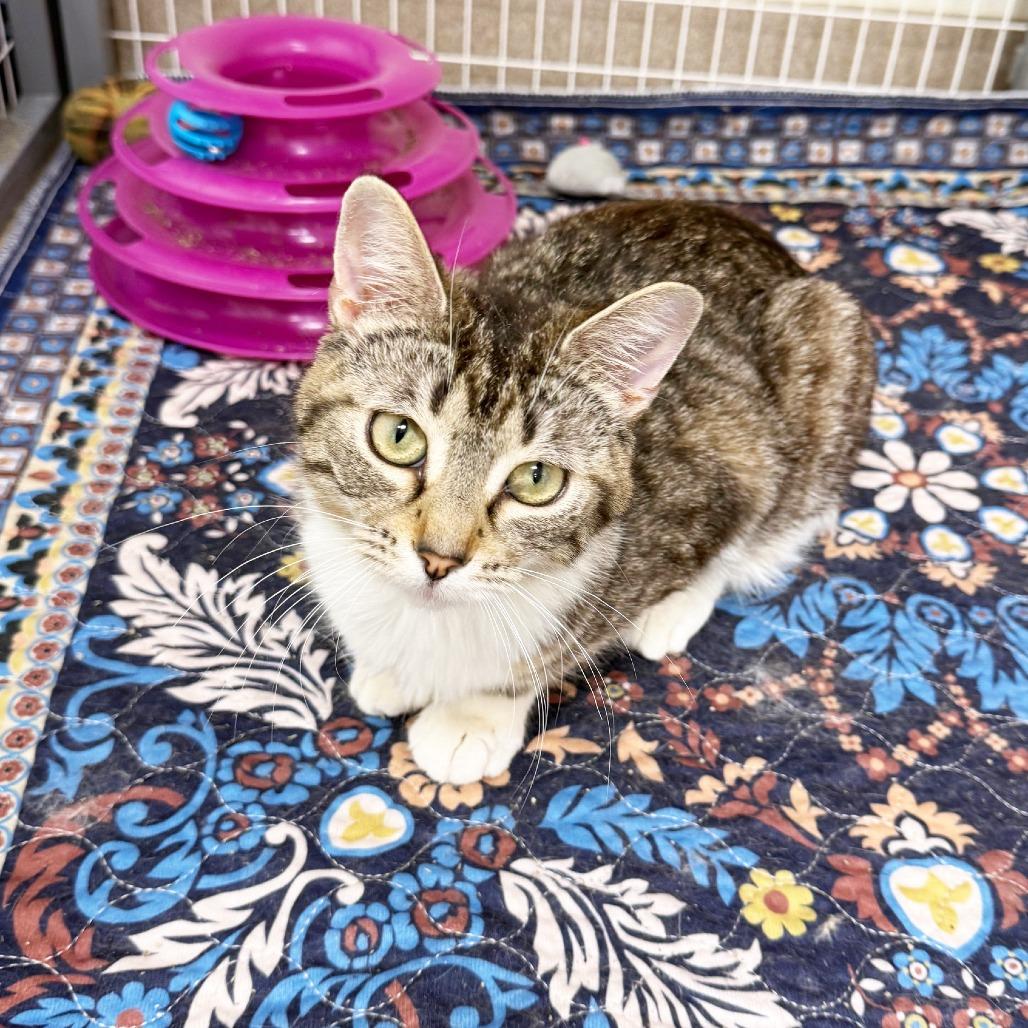 Peggy - adorable sweetheart, ADOPTABLE, Adult Female Domestic Short Hair.