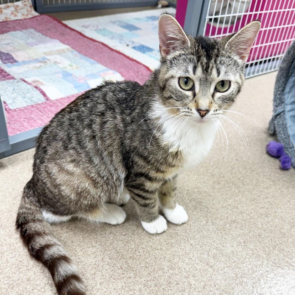 Peggy - adorable sweetheart, a ADOPTABLE Domestic Short Hair in Oshkosh, WI image 2/4